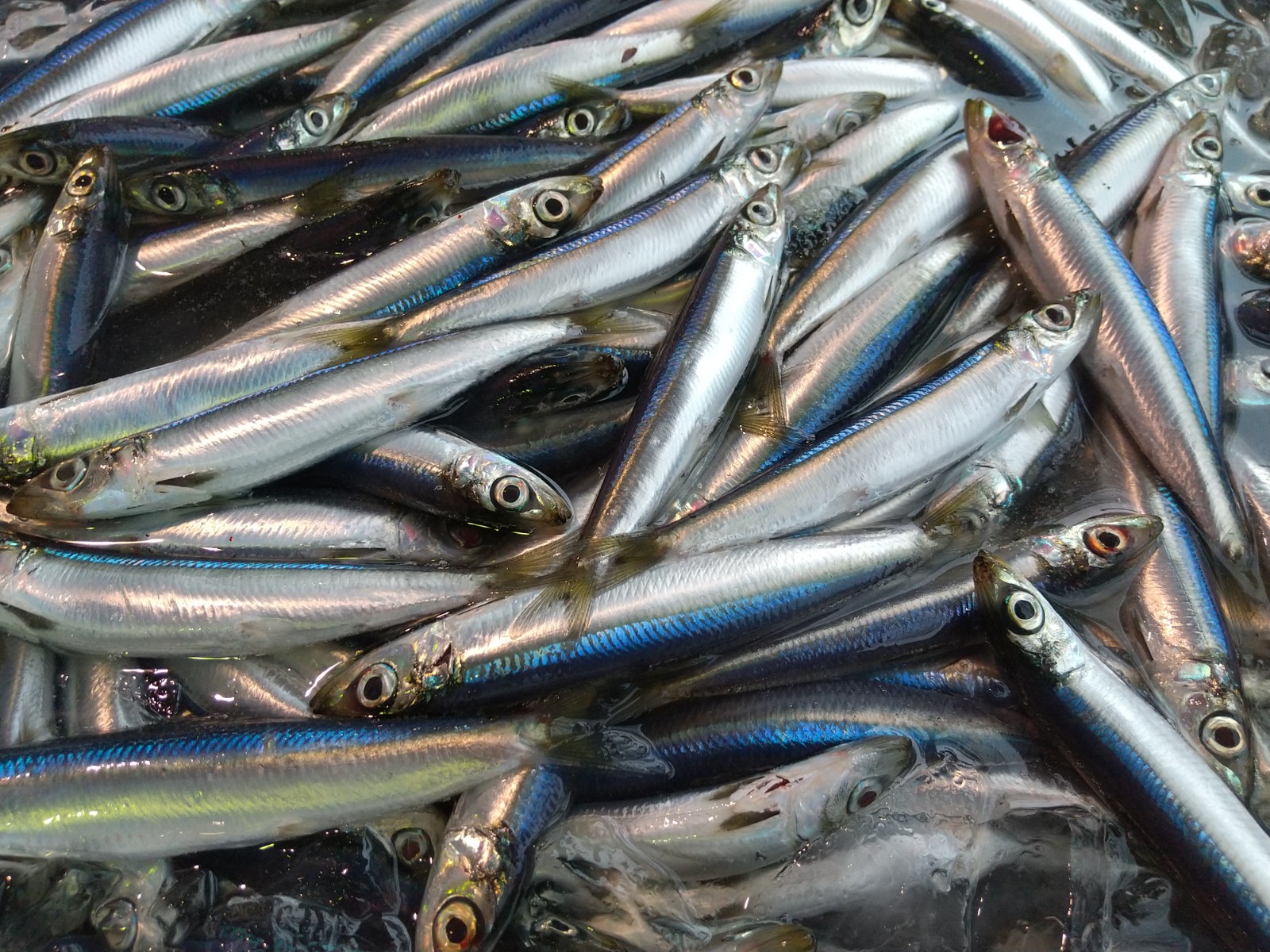 【基礎知識】魚の鮮度の話〜見極めるポイント5選！〜 | まいにち、シーフード