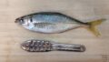鮮魚の基本のさばき方!気をつけるポイントを解説 | まいにち、シーフード
