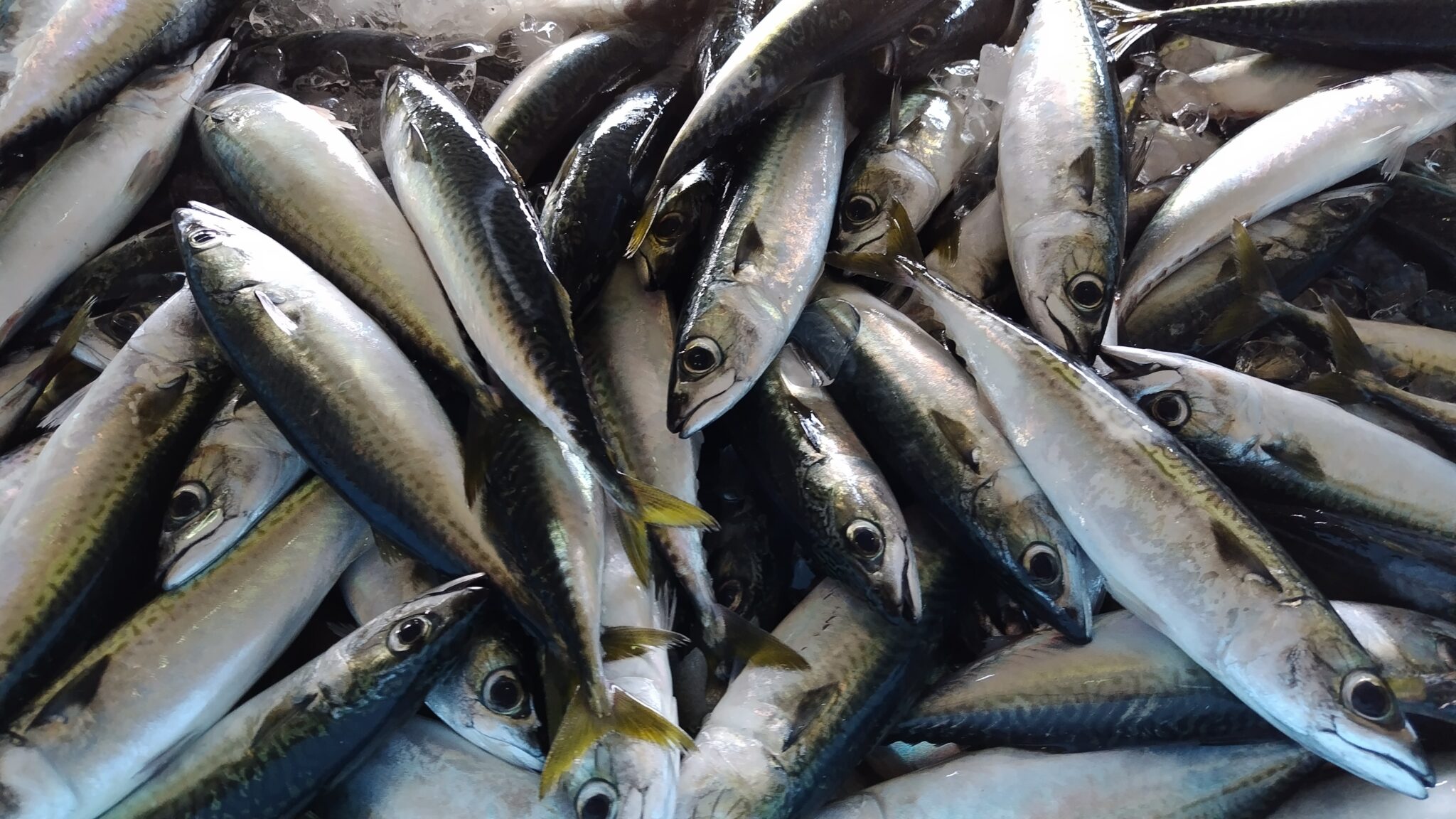 一般的な魚8種類の特徴と食べ方 | まいにち、シーフード